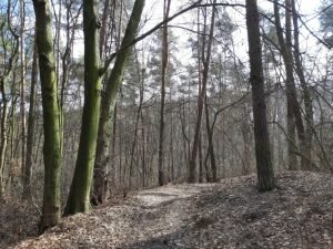 Las Młodziejowski