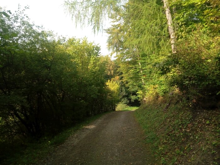 Las w Goszczy