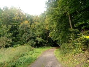 Las w Goszczy