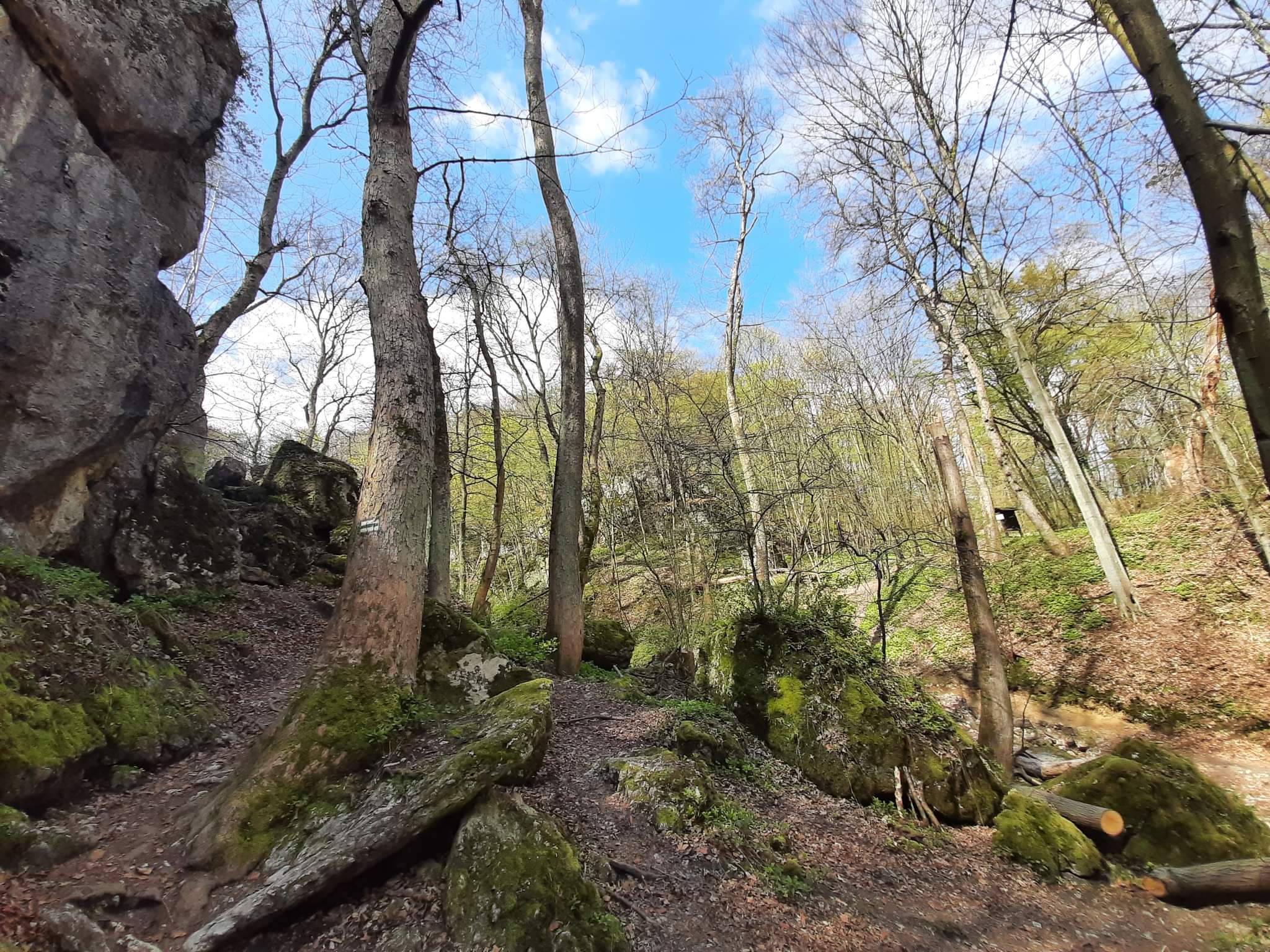 Las Wolski - szlak dwóch Kopców