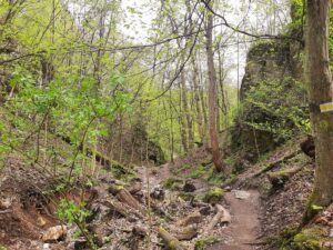 Las Wolski - żółty szlak wąwozów