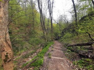 Las Wolski - żółty szlak wąwozów