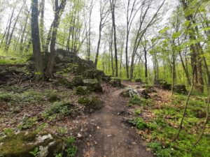 Las Wolski - żółty szlak wąwozów