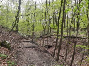 Las Wolski - żółty szlak wąwozów