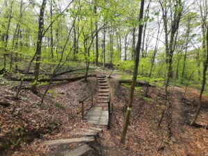 Las Wolski - żółty szlak wąwozów