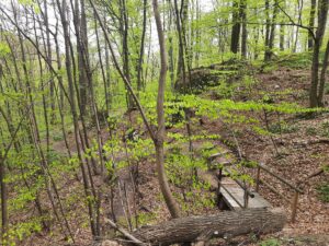 Las Wolski - żółty szlak wąwozów