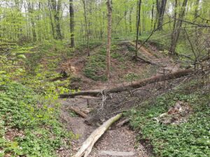 Las Wolski - żółty szlak wąwozów