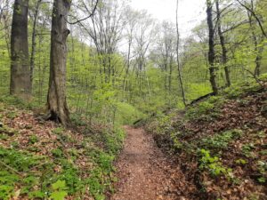 Las Wolski - żółty szlak wąwozów