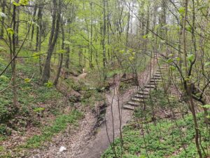 Las Wolski - żółty szlak wąwozów