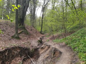 Las Wolski - żółty szlak wąwozów