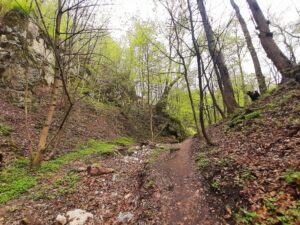 Las Wolski - żółty szlak wąwozów