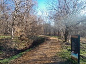 Młynówka Królewska