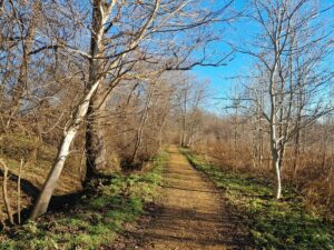 Młynówka Królewska