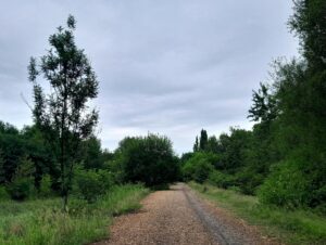 Żabie Doły w Chorzowie