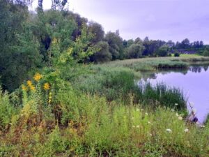 Żabie Doły w Chorzowie